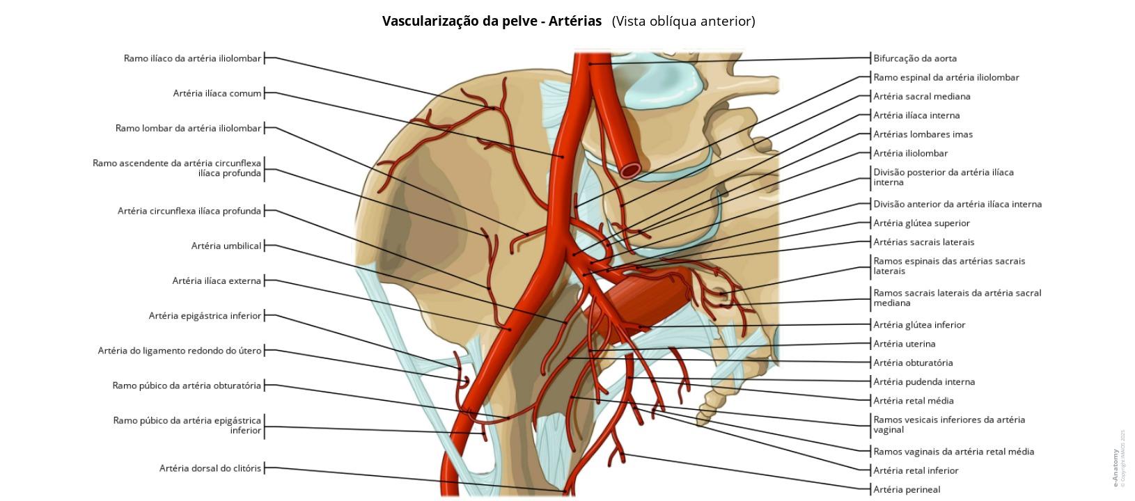 Pelve Anatomia do sistema reprodutor feminino e pelve: ilustrações legendadas ...
