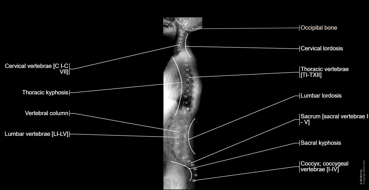 Normal Back Photo Lumbar Spine Anatomy Overview Gross Anatomy Natural 1589x1080