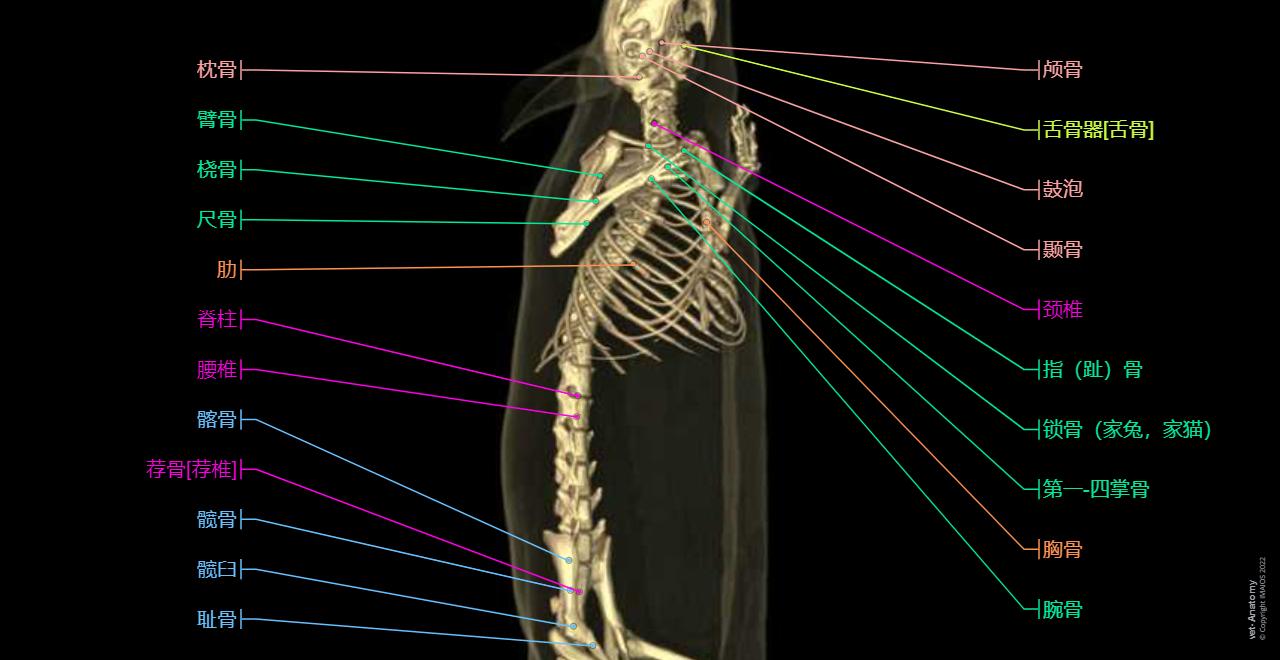 Mouse Bone Developet 老鼠-全身 : 正常解剖 | vet-Anatomy