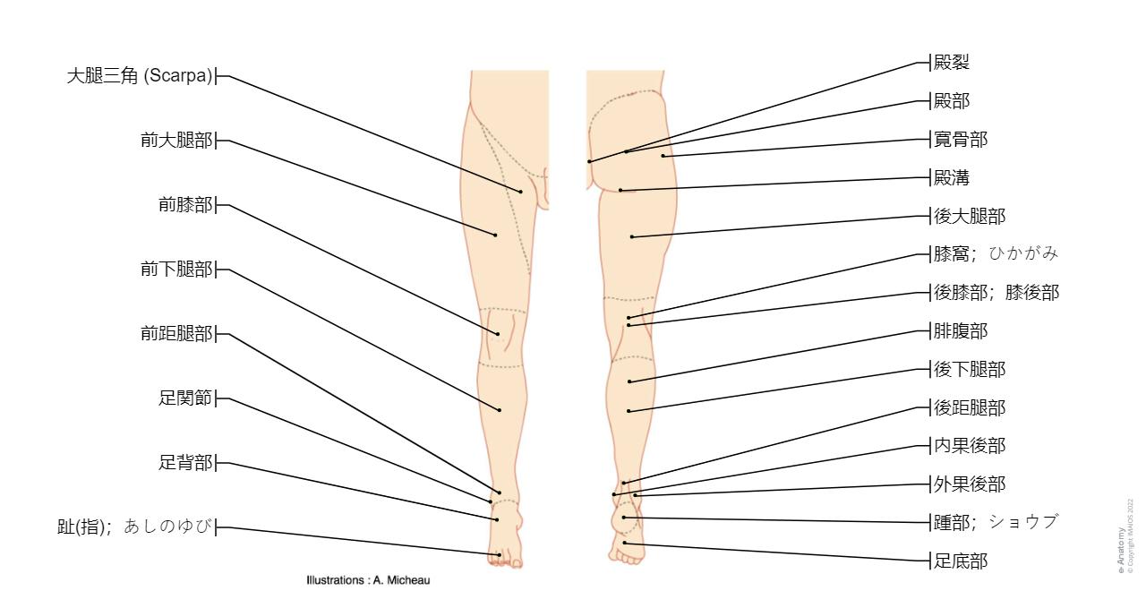 下肢の解剖学 | e-Anatomy