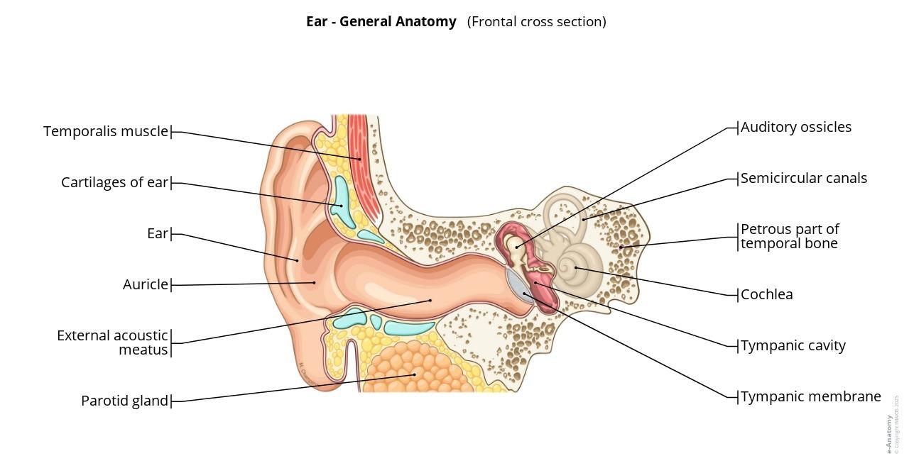 Ear From Front Anatomy of the ear: annotated illustrations | e-Anatomy