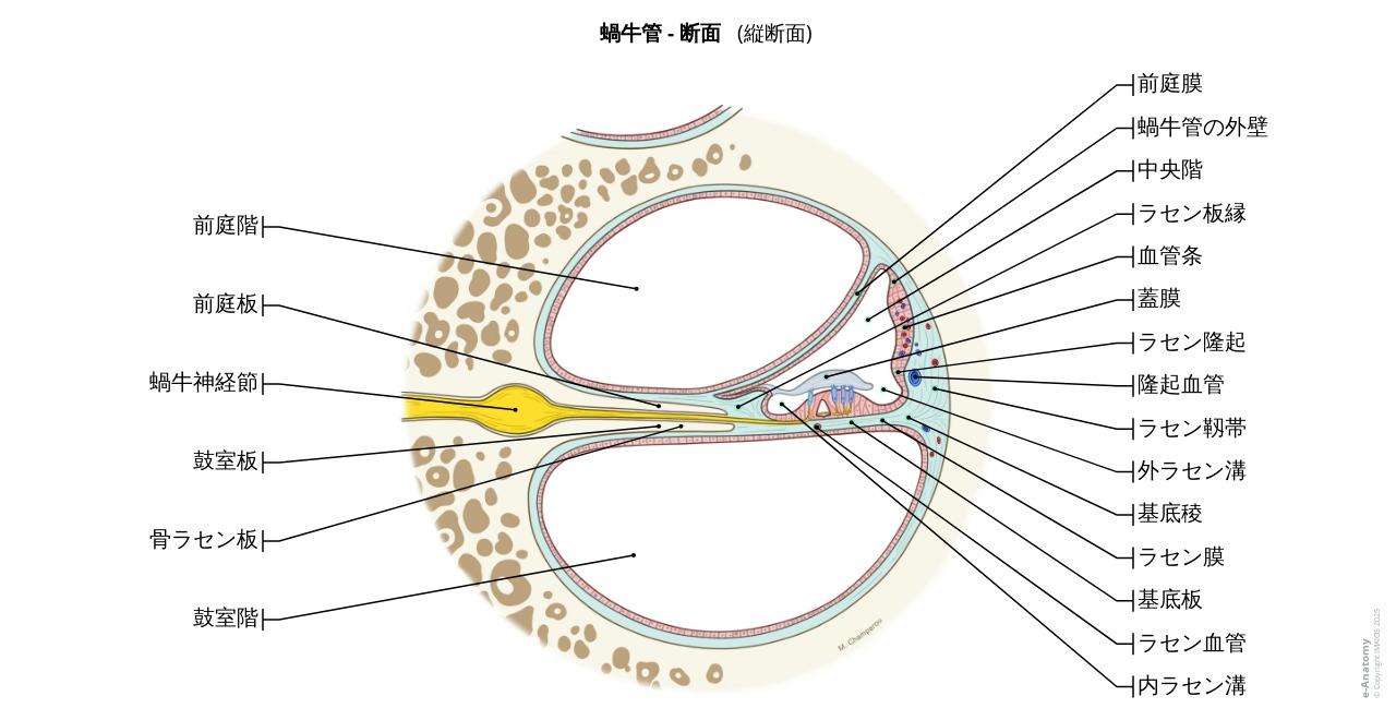 耳の解剖:注釈付きイラスト | e-Anatomy