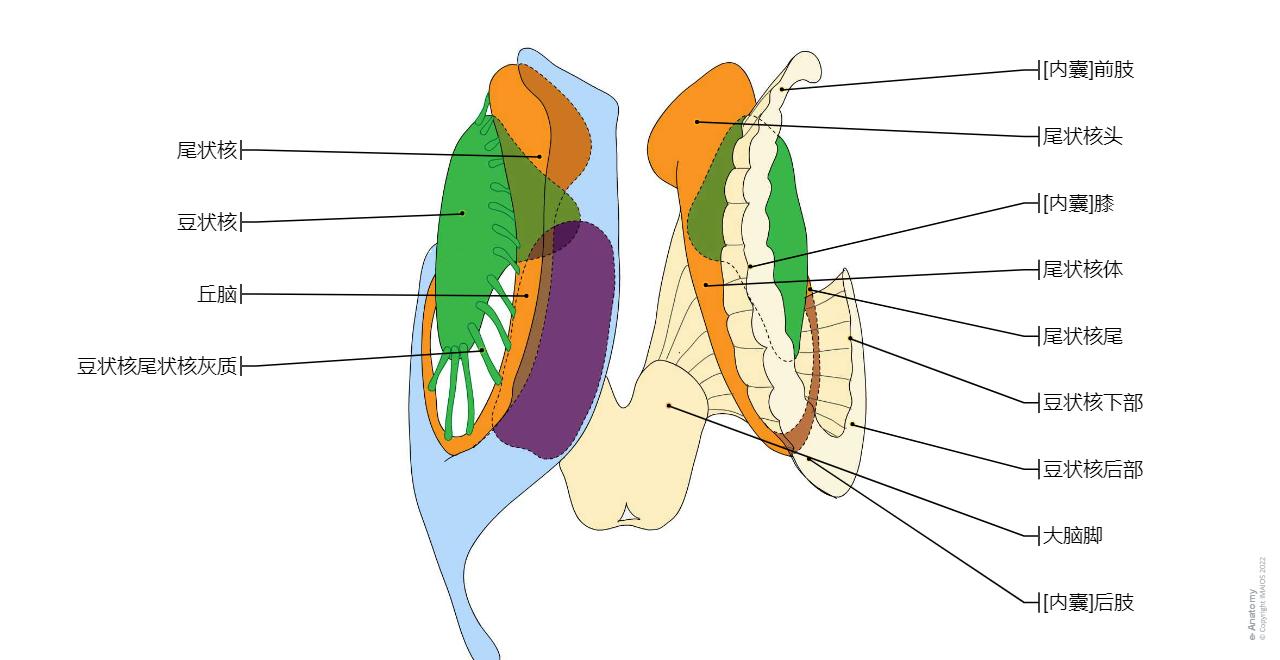 E Anatomy e-anatomy