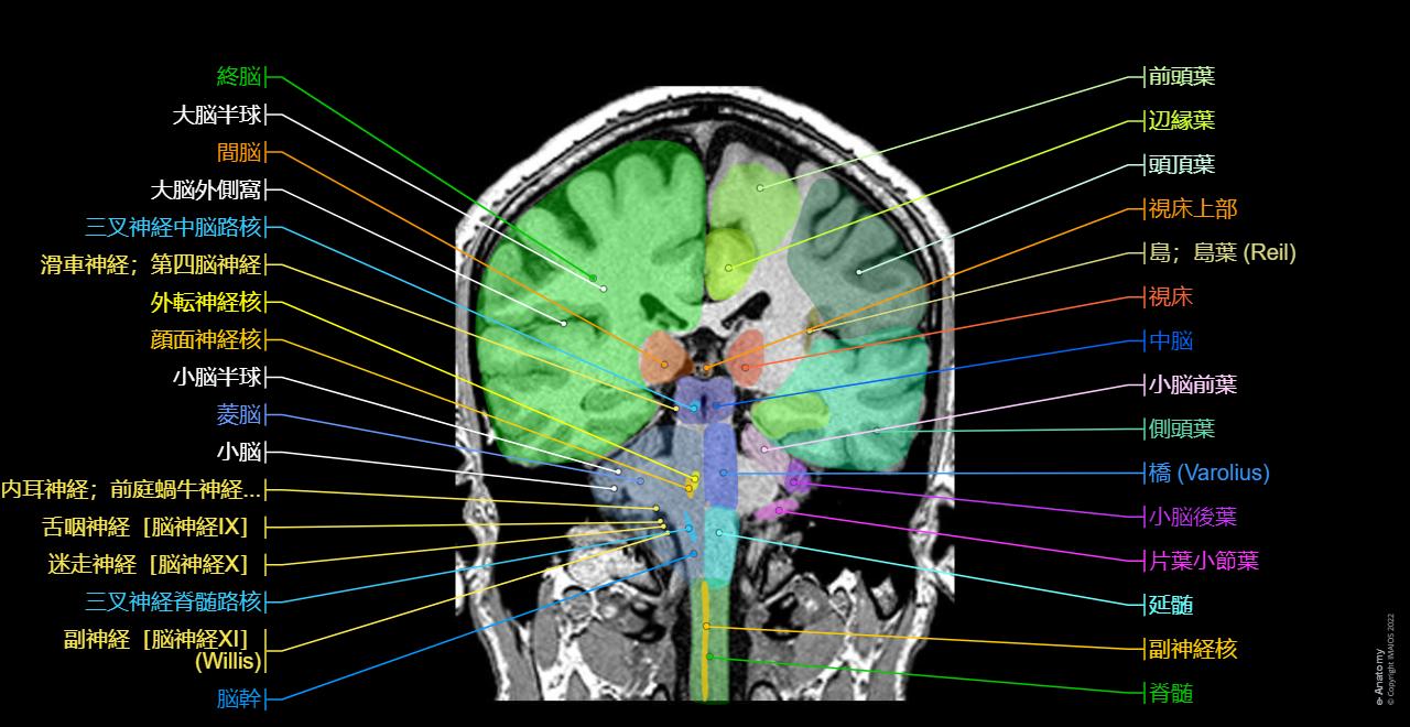 脳 MRI 3D : 正常解剖学 | e-Anatomy