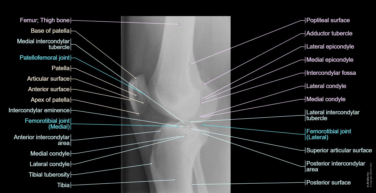 Anatomy of the knee (CT arthrography) | e-Anatomy