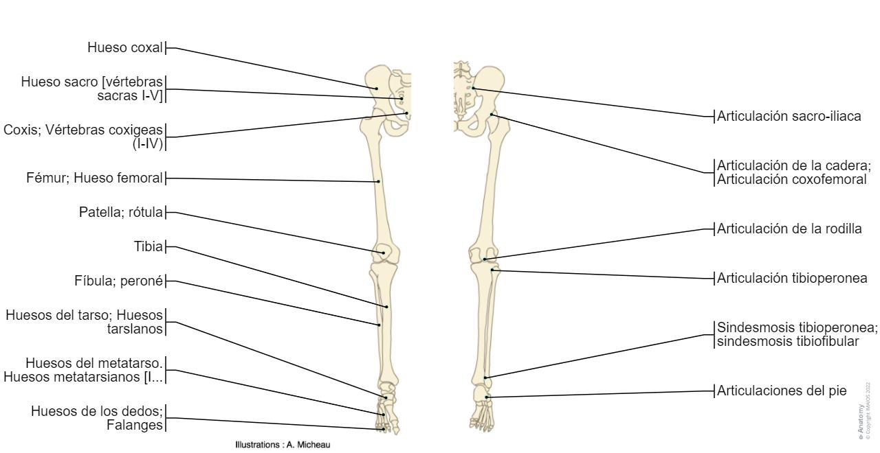 Parte Inferior Anatomía De La Extremidad Inferior