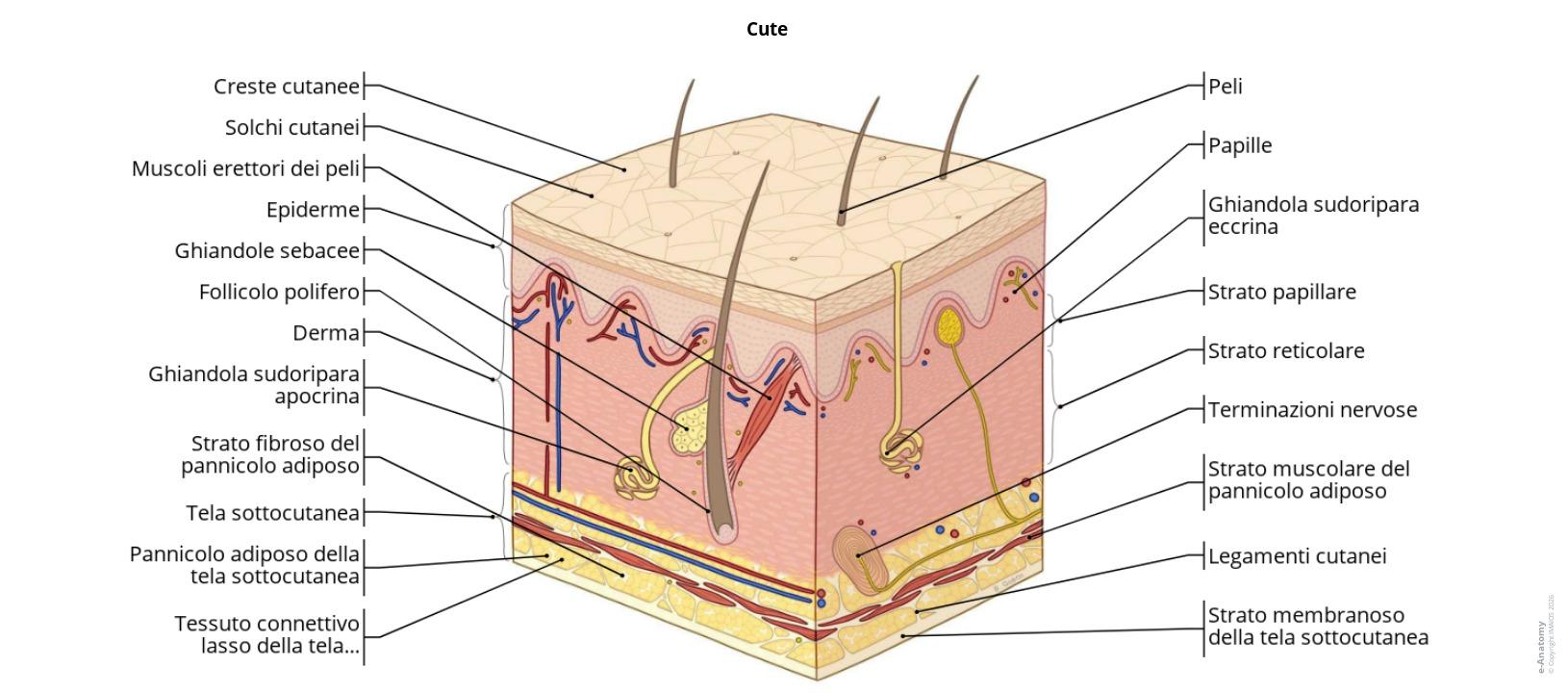 Anatomia Dei Tegumenti Illustrazioni Annotate E Anatomy anatomia-dei-tegumenti-illustrazioni-annotate-e-anatomy