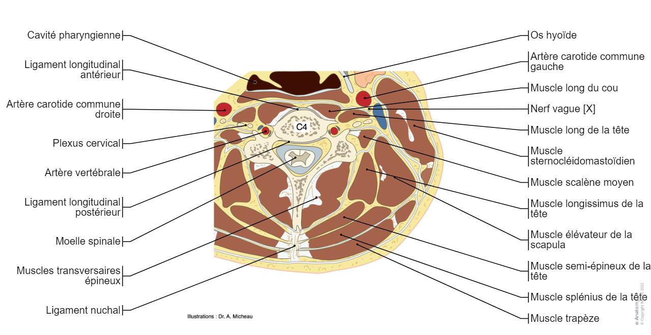 Schema Rachis Rachis Schémas : anatomie normale | e-Anatomy