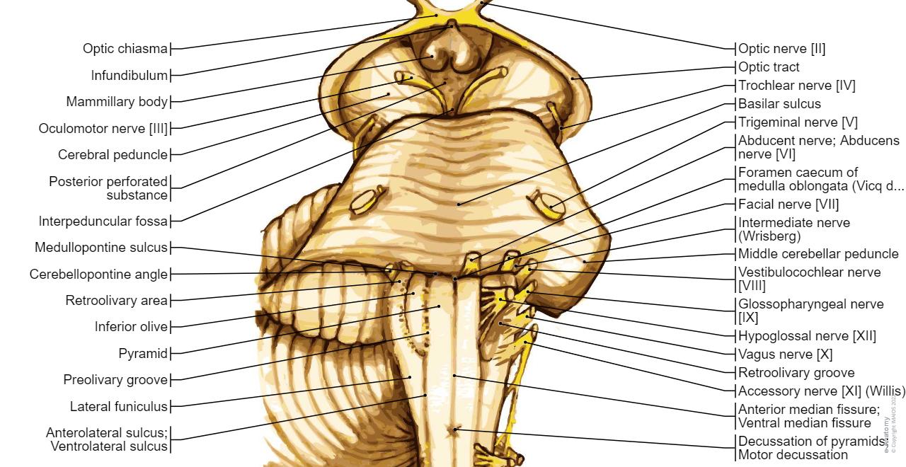 Pyramids Pons Anatomical diagrams of the brain | e-Anatomy