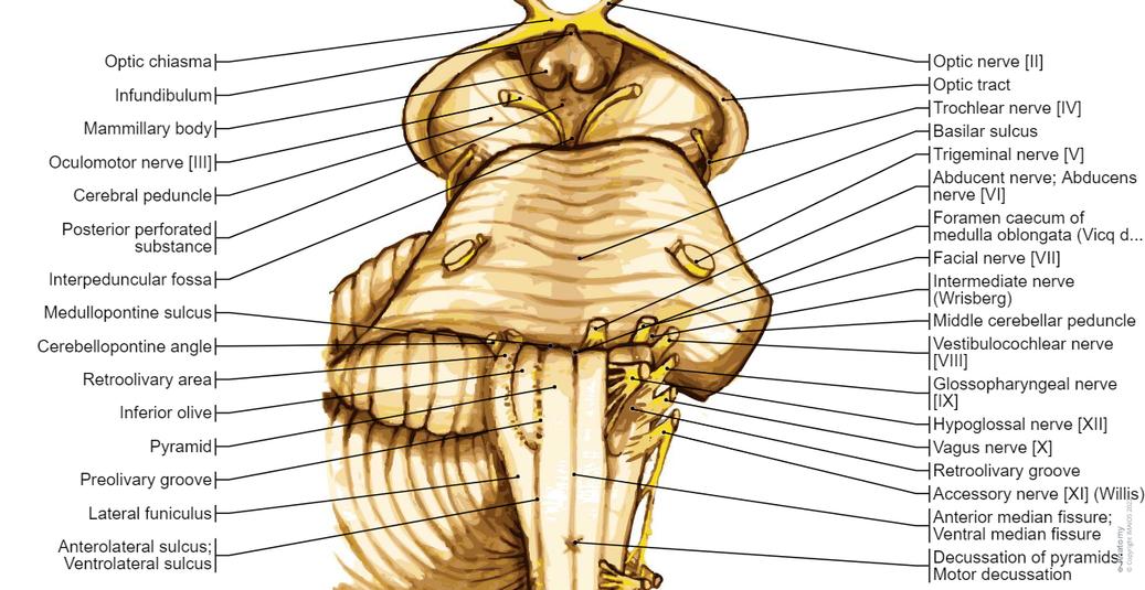 뇌의 해부학 다이어그램 | e-Anatomy
