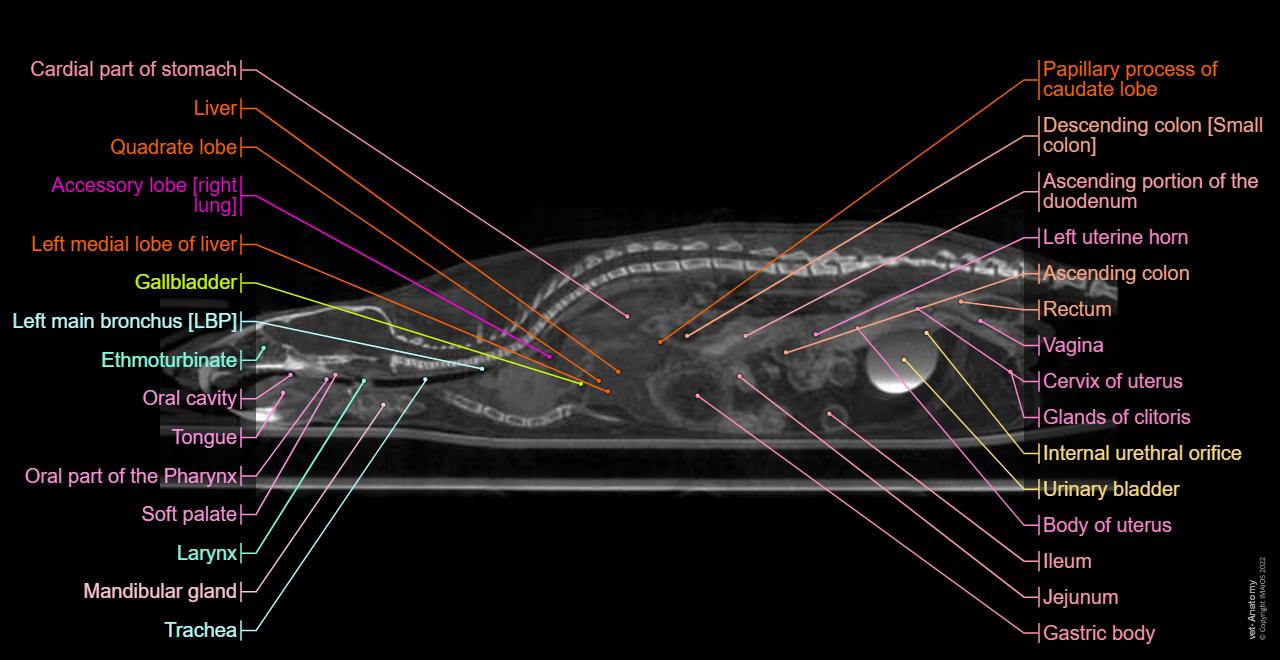 μ€νμ€ μ₯ ν΄λΆν: μ μ ν΄λΆν | vet-Anatomy