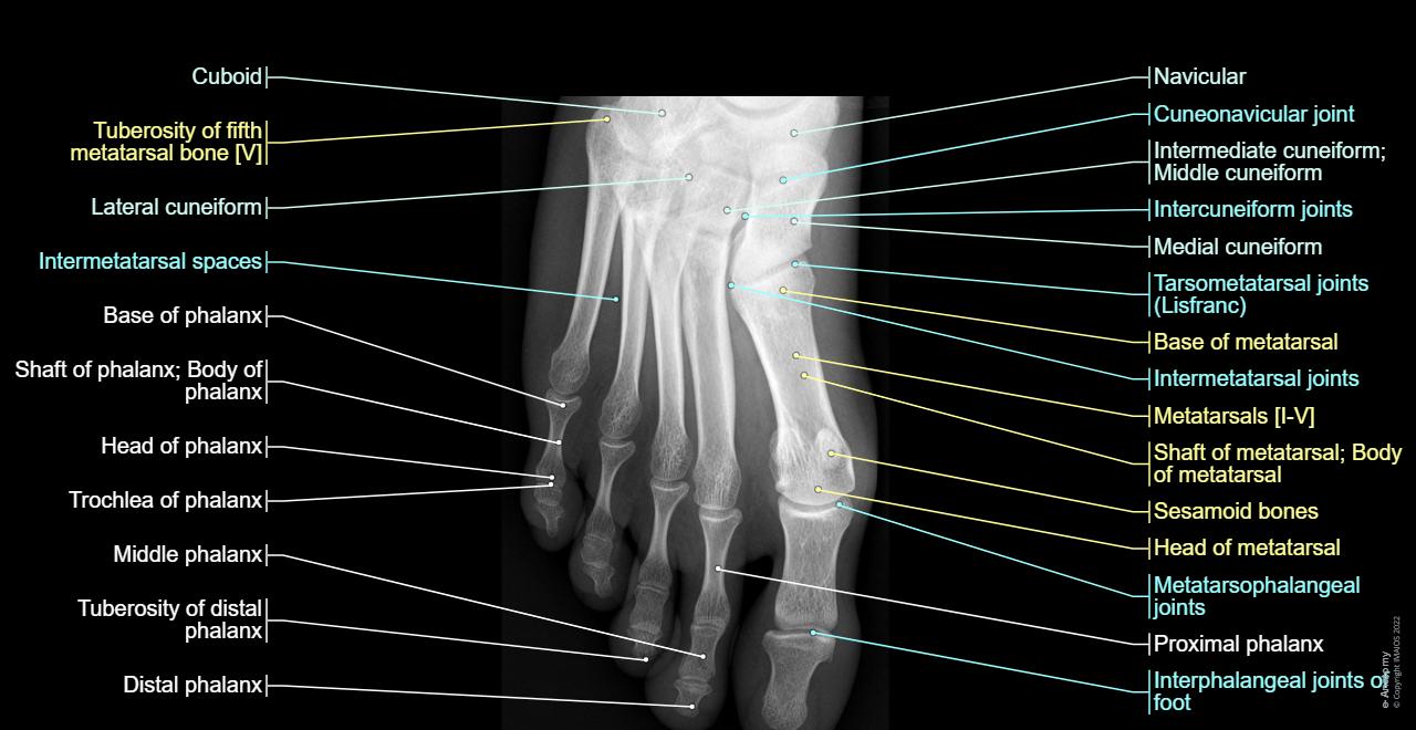 X Ray Foot Anatomy 6,461 Xray Foot Images, Stock Photos, 3D Objects,