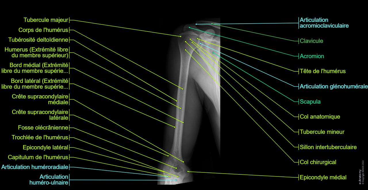 Anatomie radiologique du membre supérieur: anatomie normale | e-Anatomy