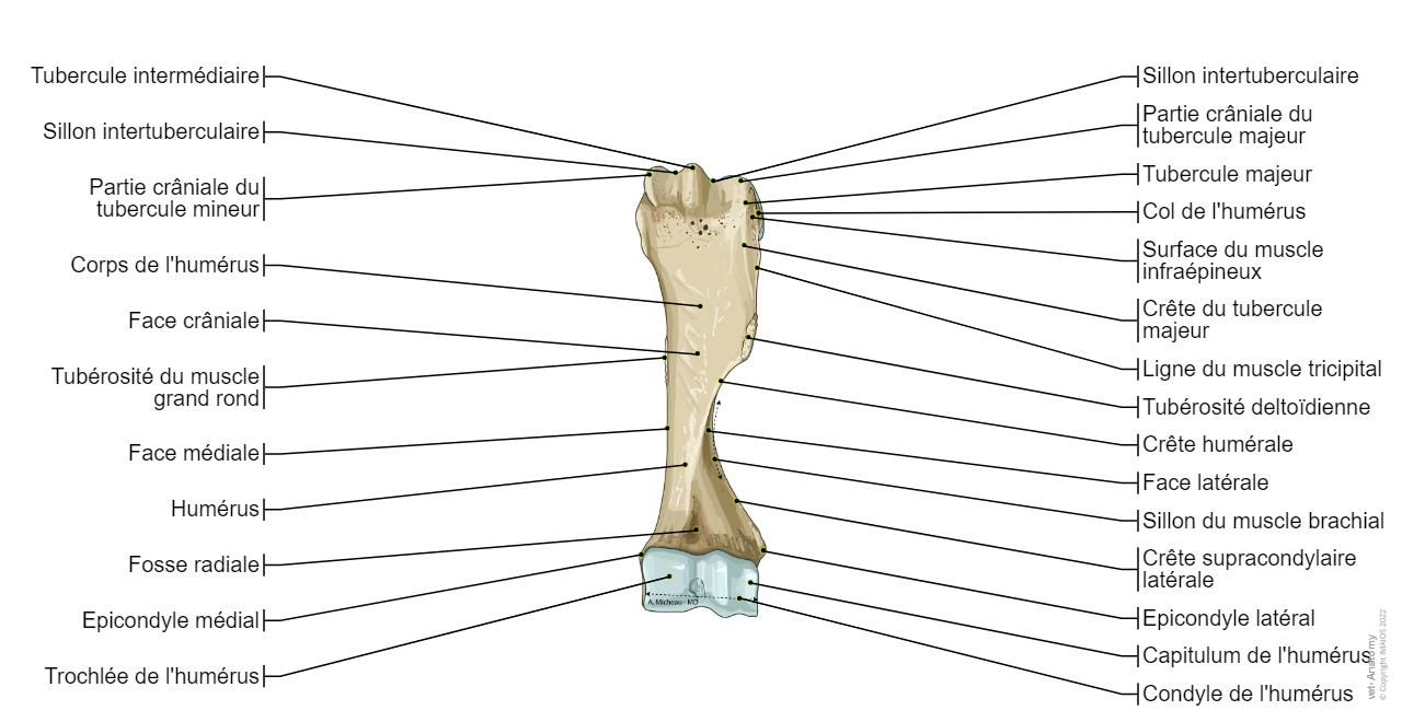 Cheval Os Cheval Ostéologie : anatomie normale | vet-Anatomy