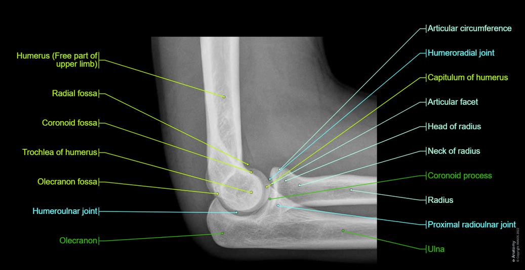 Radiological anatomy of the upper limb : normal anatomy | e-Anatomy