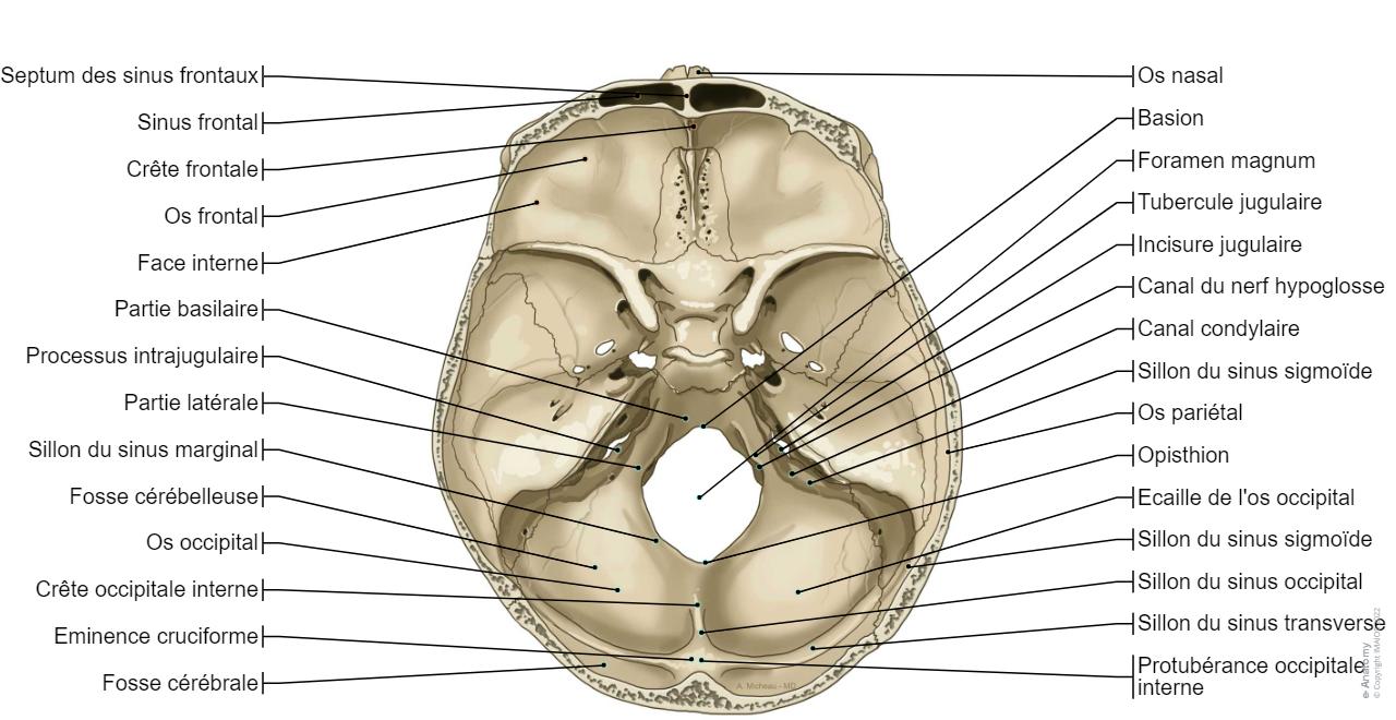 Anatomie Du Cr ne Humain cr-ne-illustrations-anatomie-normale-e-anatomy