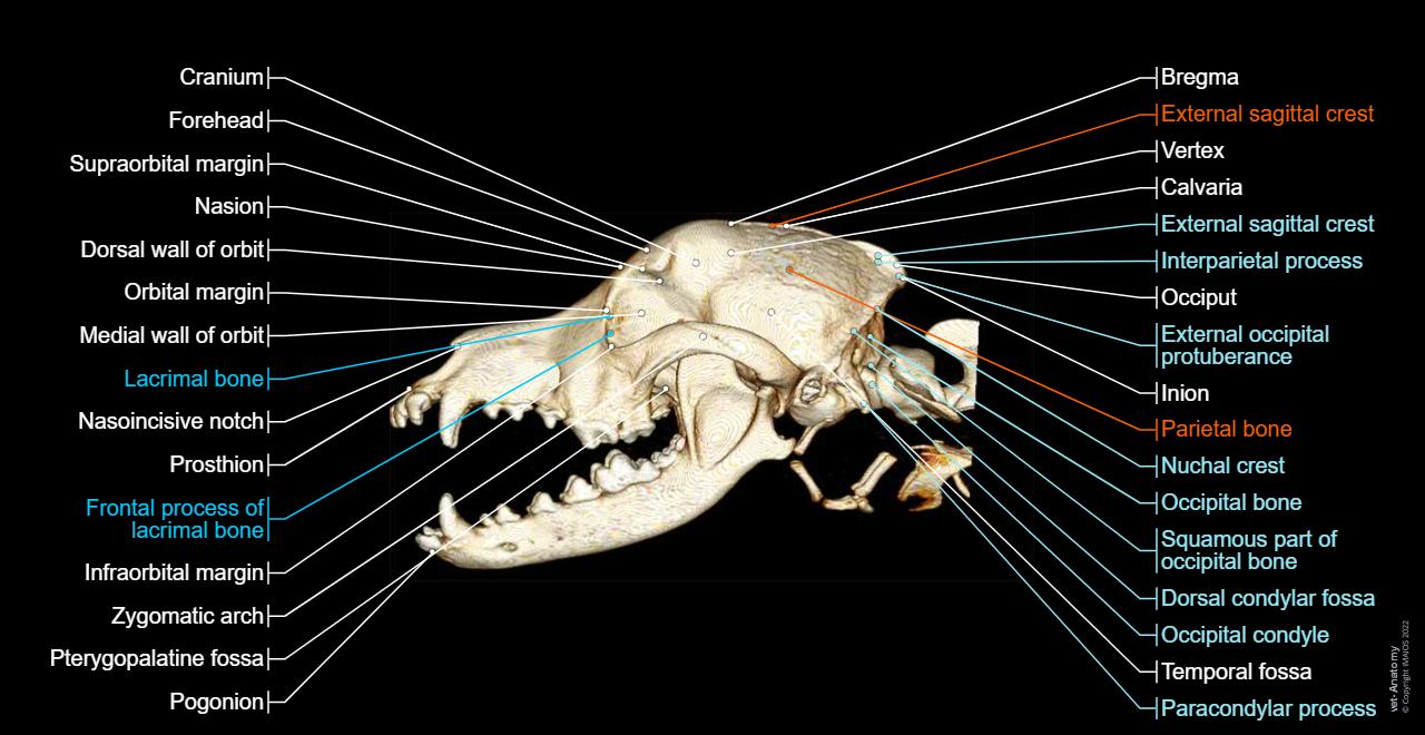 La Testa E Il Cranio Canino TC Anatomia Normale Vet Anatomy la-testa-e-il-cranio-canino-tc-anatomia-normale-vet-anatomy