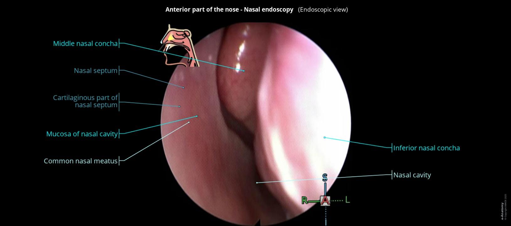 Anatomy of the nasal cavity, pharynx and larynx: endoscopic view - e ...
