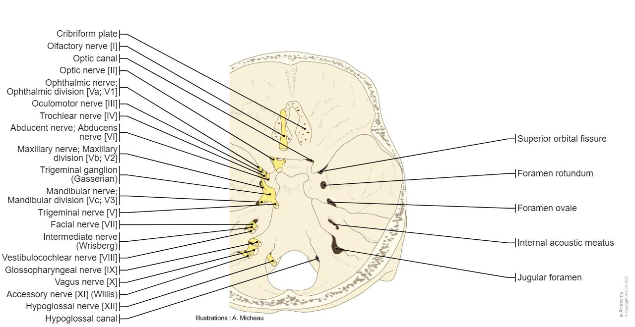 Illustrations and diagrams of the 12 pairs of cranial nerves | e-Anatomy