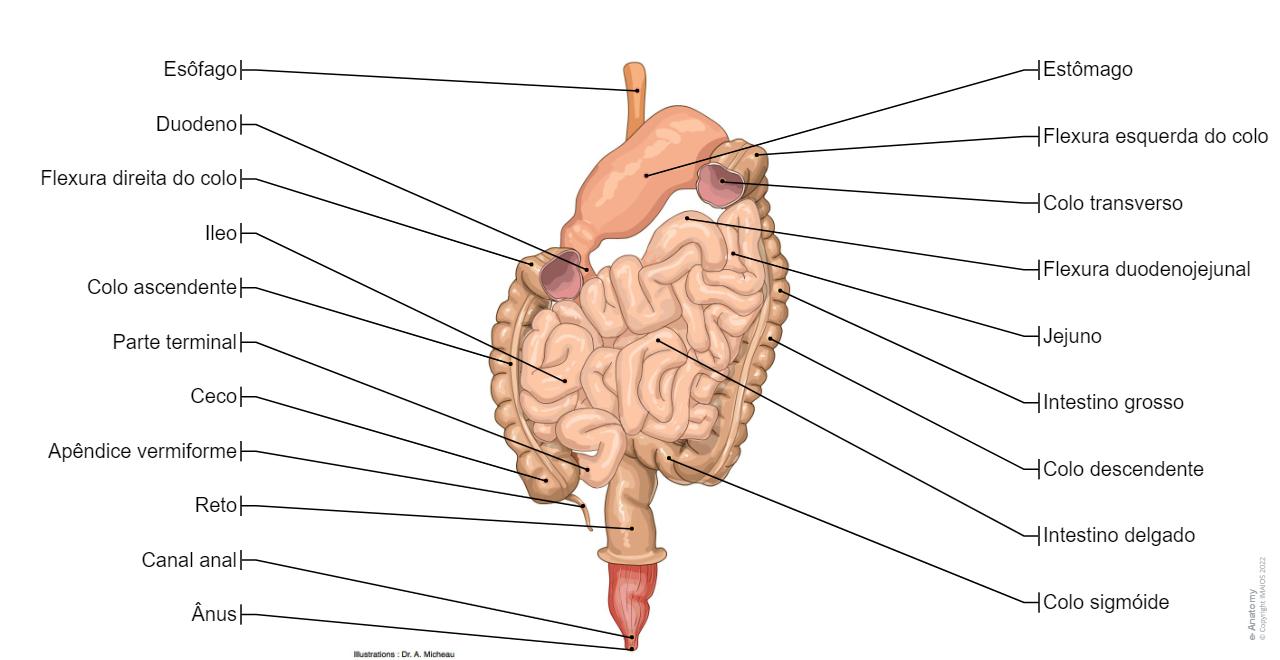 Intestino Normal Diagrama Do Intestino Grosso Para Criancas Human Intestine Organ