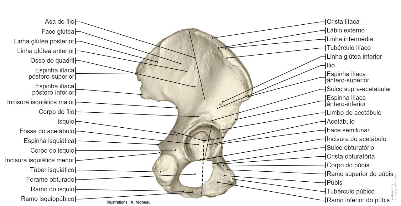 Anatomia do membro inferior | e-Anatomy