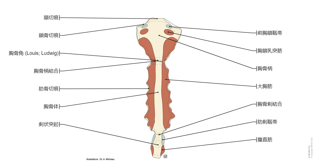 胸郭 - 乳房 : 正常解剖学 | e-Anatomy