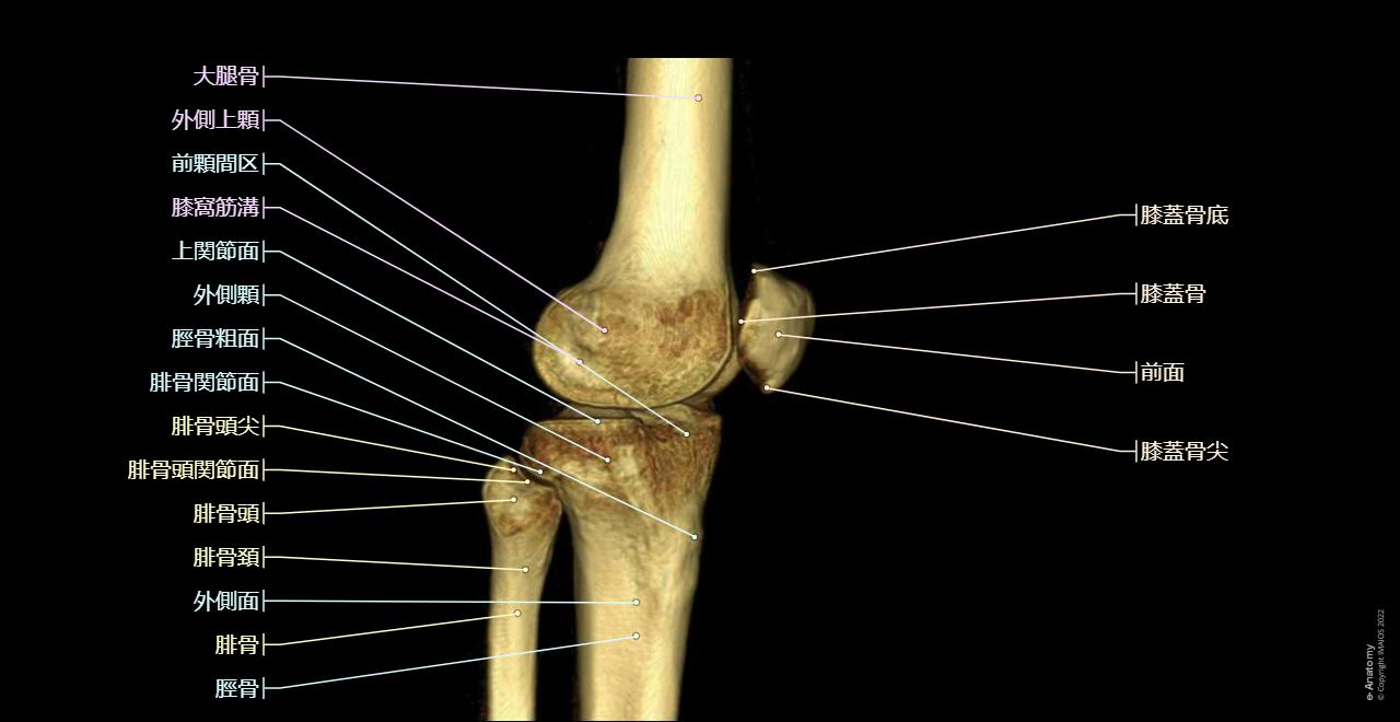 膝関節 関節造影検査 : 正常解剖学 | e-Anatomy