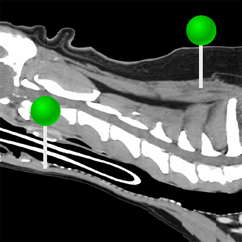 狗颈部CT解剖| vet-Anatomy