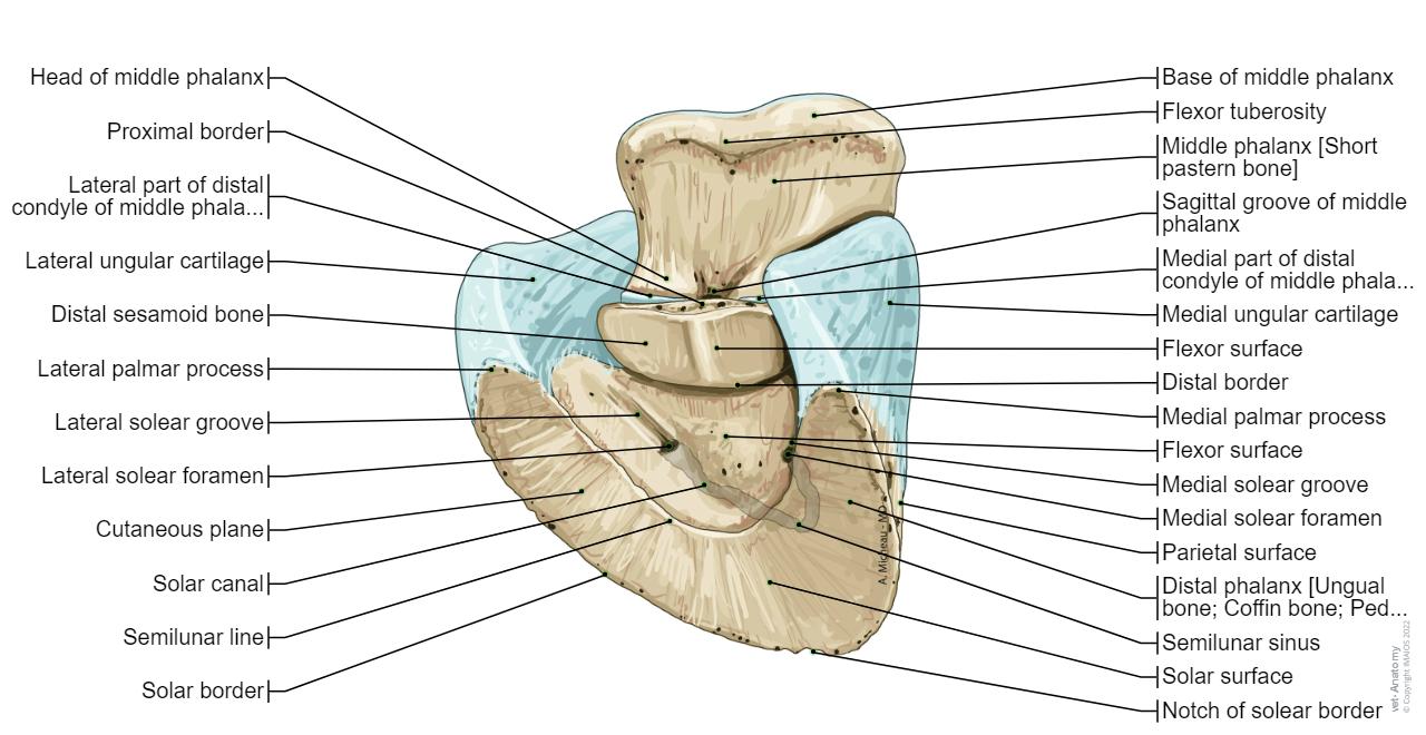 Horse osteology: normal anatomy | vet-Anatomy