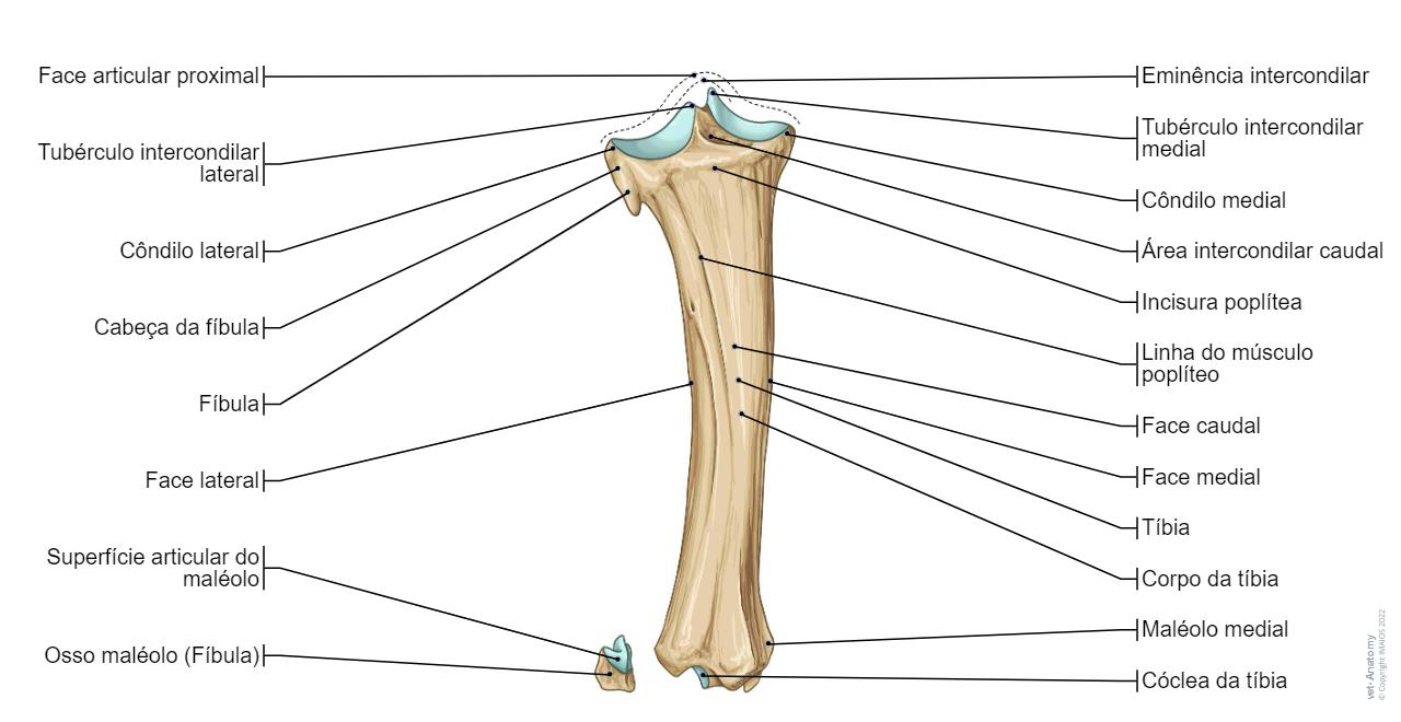 Osteologia bovina : anatomia normal | vet-Anatomy