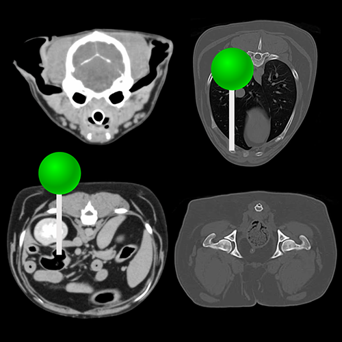 CTによる犬の全身解剖 | vet-Anatomy