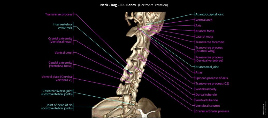Dog Neck Anatomy of the dog’s neck on CT | vet-Anatomy