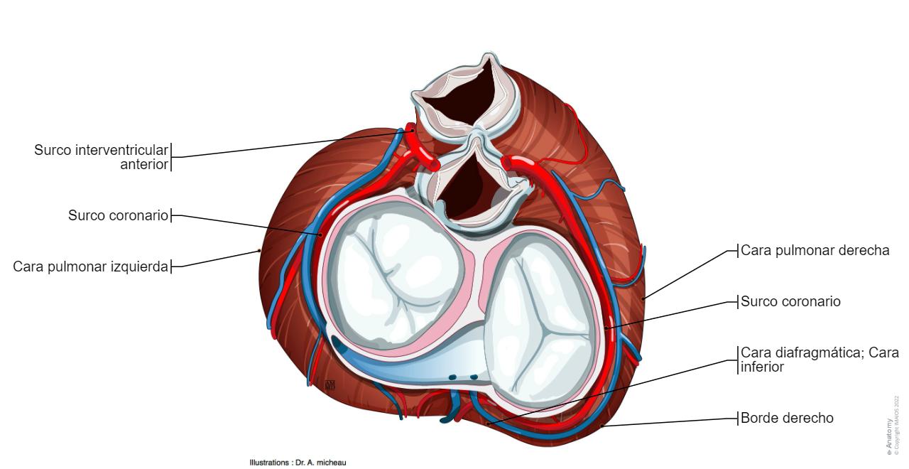 Anatomia Del Corazon Fisiología Del Corazón Hi Res Stock Photography