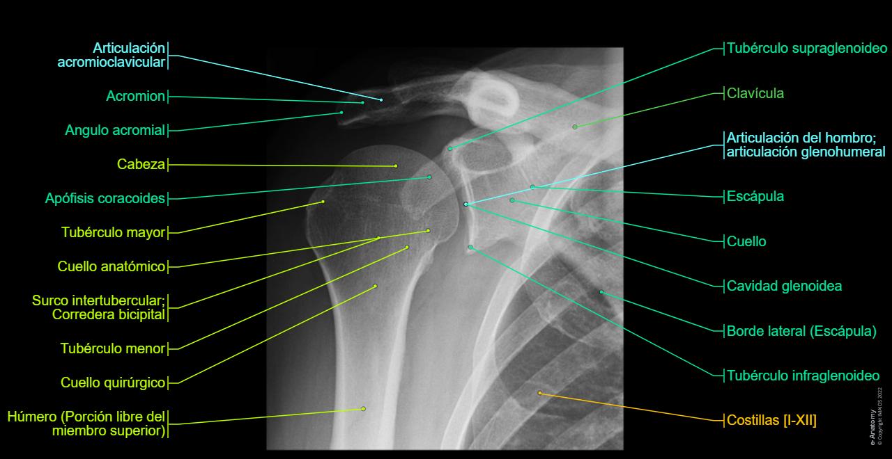 Normal Bone Rx Hombro Normal De Rayos X
