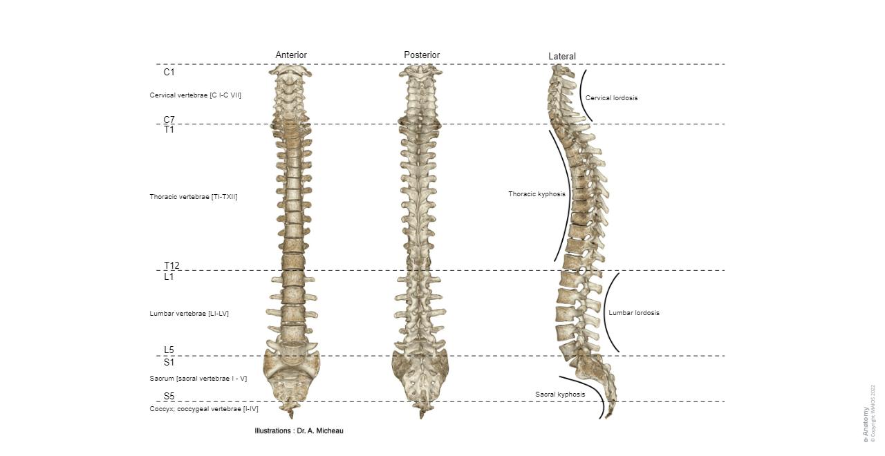 Anatomy of the spine and back: normal anatomy e Anatomy Anatomy of the spine and back: normal anatomy e Anatomy