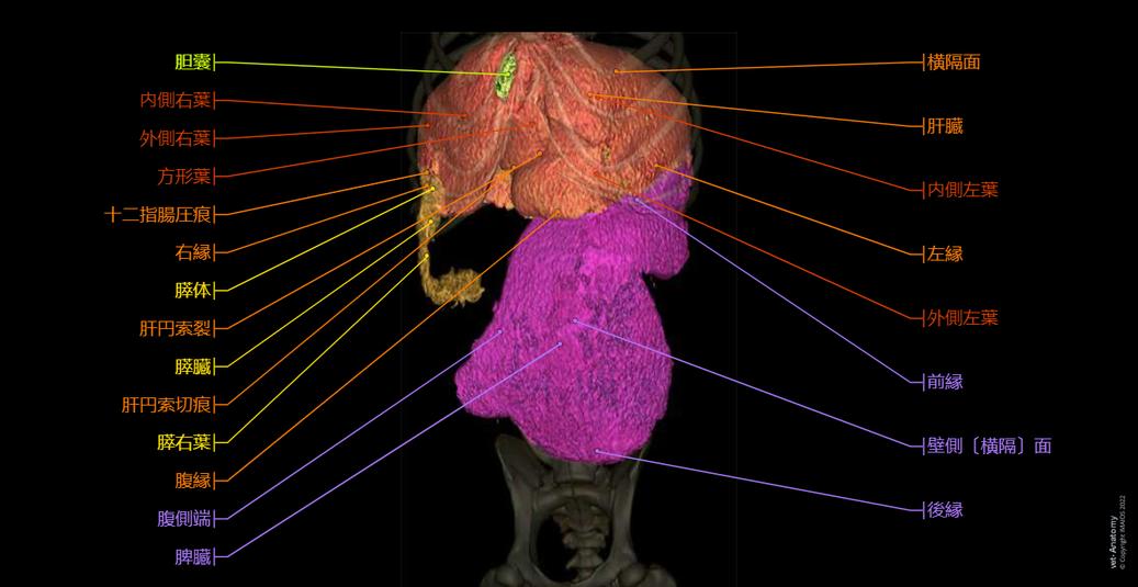 犬ー腹部ー骨盤(CT): 正常解剖学 | vet-Anatomy