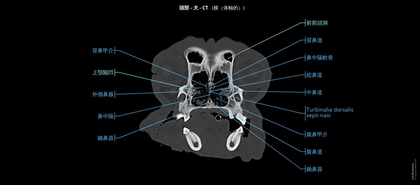本 犬の断層解剖と画像Atlas of Imaging Anatomy of the 本 犬の断層解剖と画像Atlas of Imaging Anatomy of the