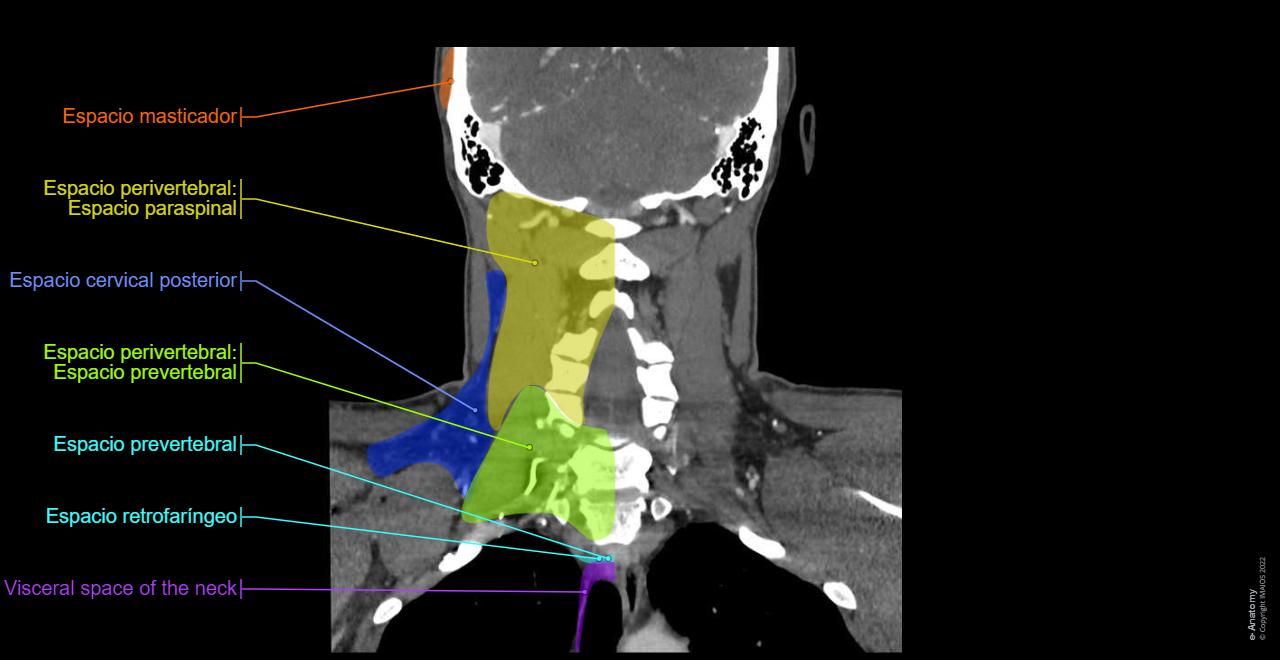 Anatomía Del Cuello Por Tc 06. Vísceras Del Cuello | Enfermería