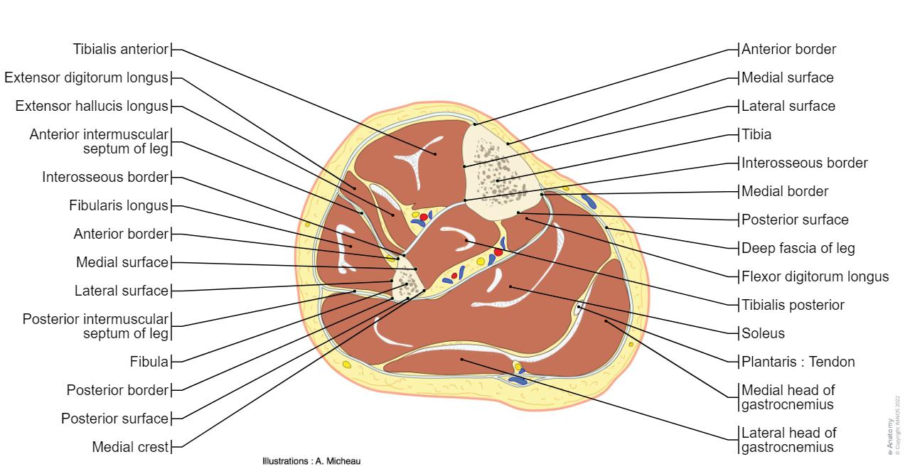 Lower Mid Section λ€λ¦¬ ν΄λΆν | e-Anatomy