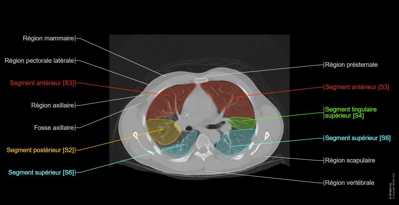 Scannet Tep Corps humain TEP-TDM : anatomie normale | e-Anatomy