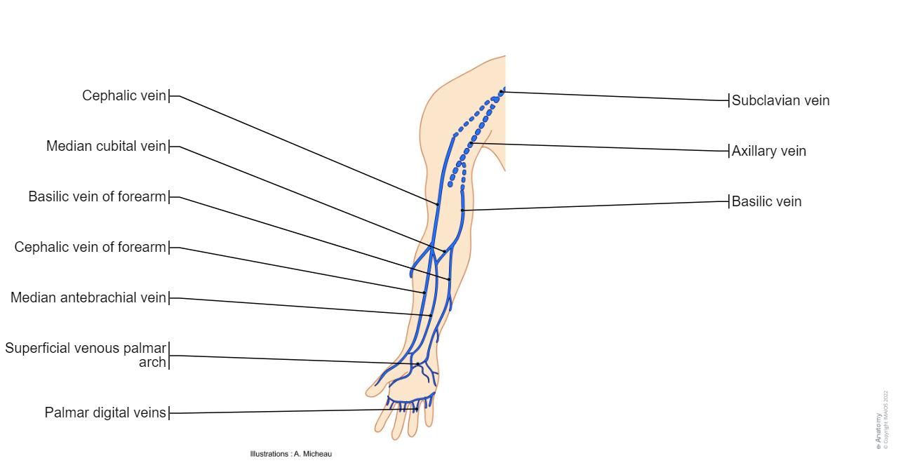 Basilic Area Upper limb anatomy illustrations | e-Anatomy