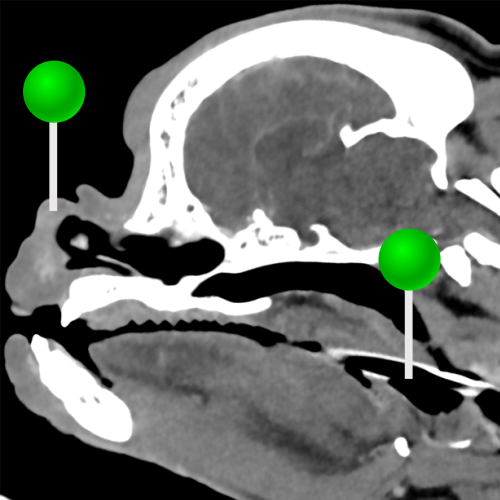 使用CT对短头犬的头部进行解剖 - 兽医放射学 - vet-Anatomy