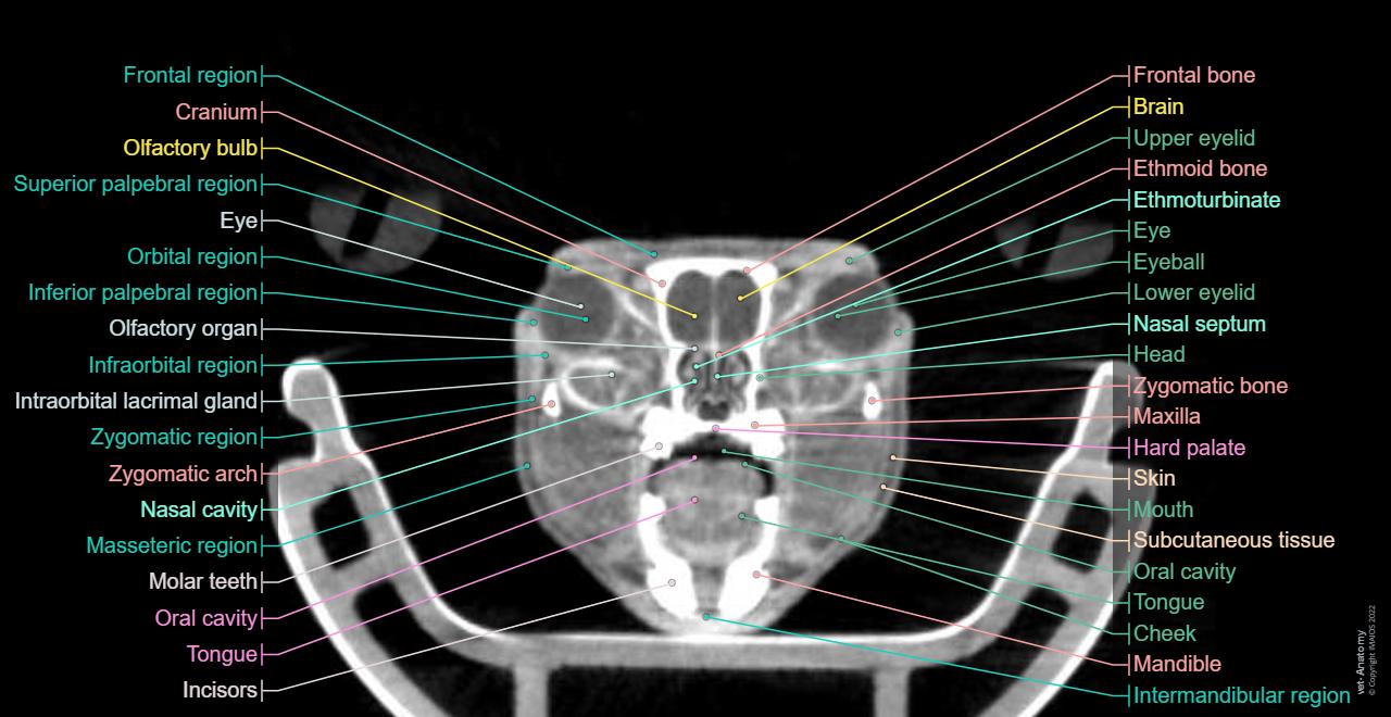 Anatomy of the laboratory mouse: normal anatomy | vet-Anatomy