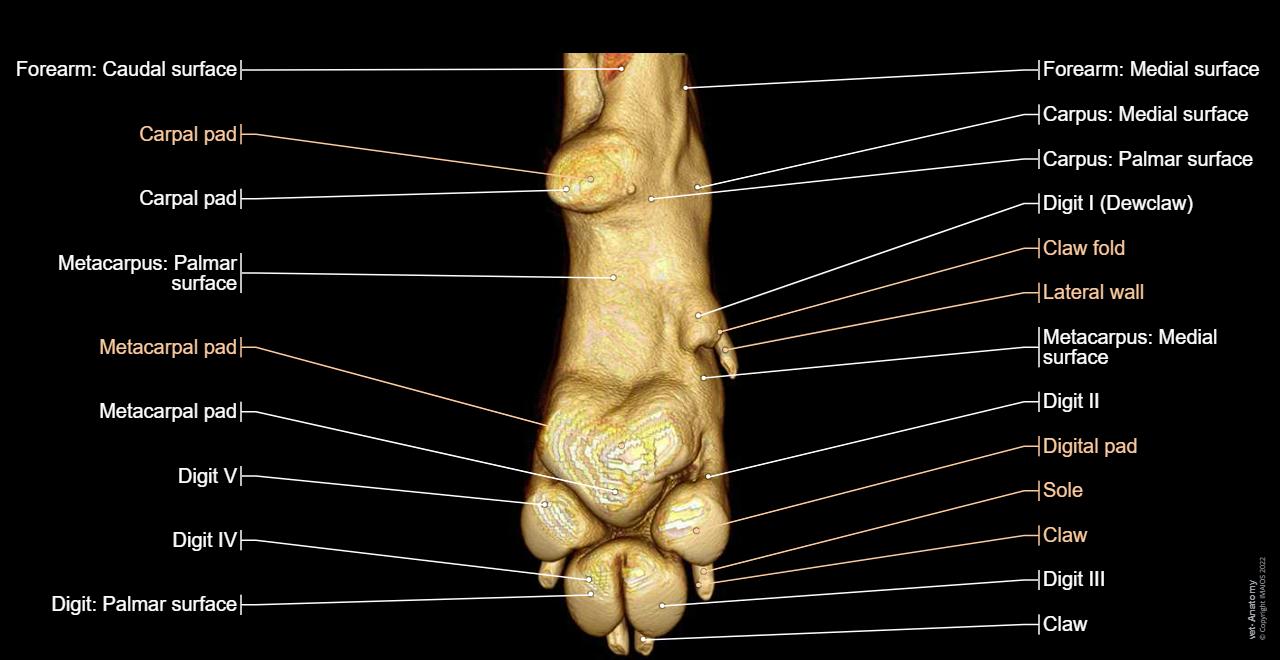 개의 앞발 및 앞발목 해부학 - 정상 해부학 | vet-Anatomy