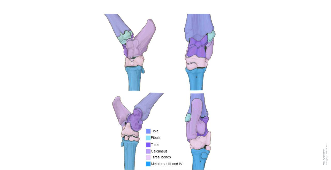 Cow Tibia Radiograph Bovine osteology : normal anatomy | vet-Anatomy