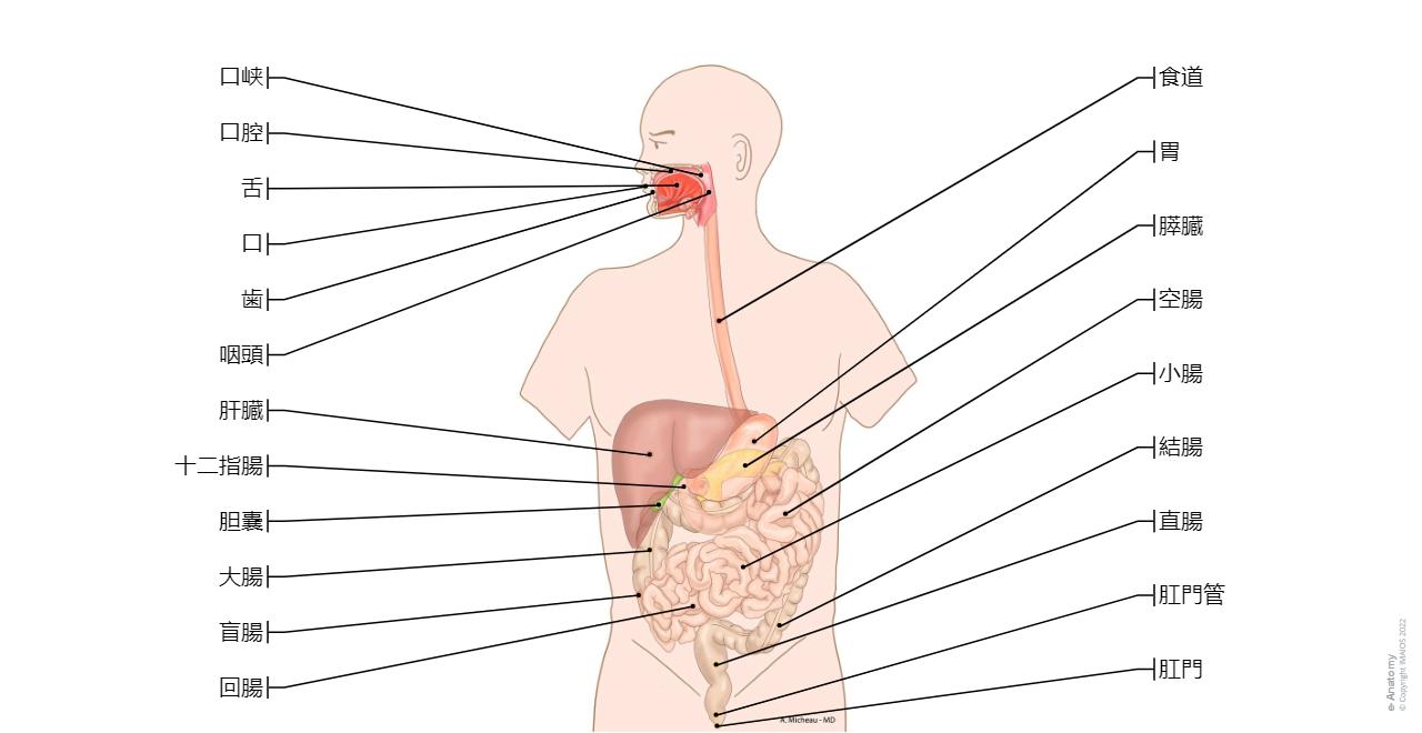 無修正 女性器解剖 図鑑 膣に Dysbiosis。膣の腸。膣炎。カンジダ症。乳酸菌、ビフィズス菌。病原性の細菌叢。インフォ グラフィック。孤立した背景のベクトル図のイラスト素材・ベクター Image 90263652