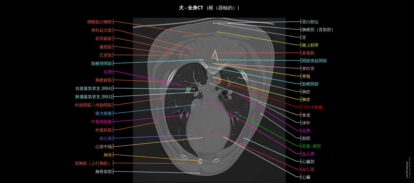 CTによる犬の全身解剖 | vet-Anatomy CTによる犬の全身解剖 | vet-Anatomy
