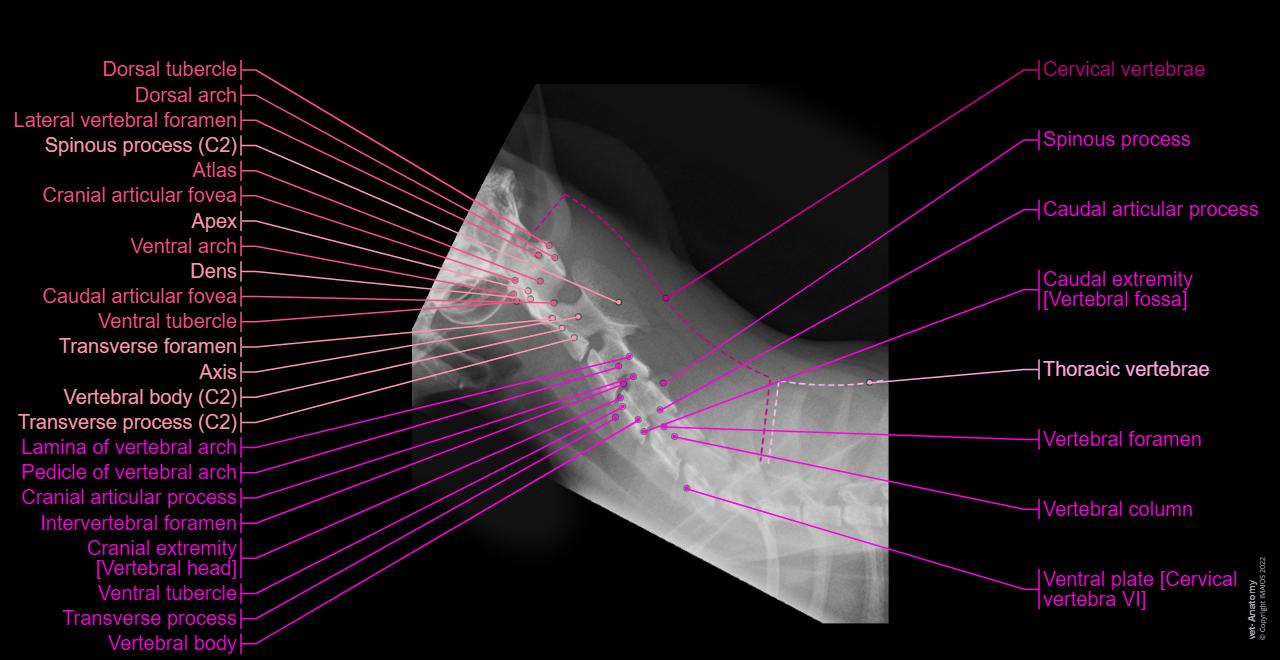 Radiographs of the cat: normal anatomy | vet-Anatomy