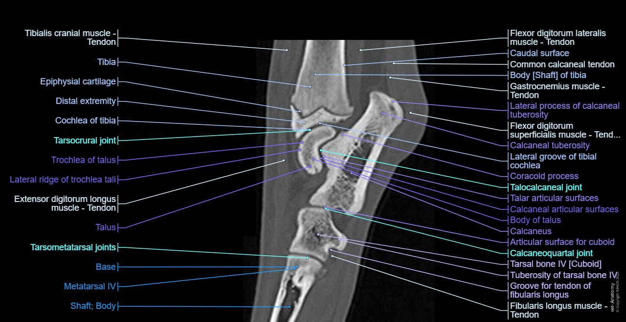 Dogs Lateral Trochlear Ridge Dog Ankle Anatomy