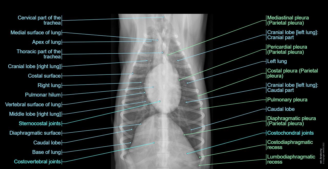 Golden Fish Normal Radiograph 개 방사선 사진: 정상 해부학 | vet-Anatomy